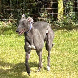 Greyhound Trust Shropshire & Borders Cucumber - RESERVED