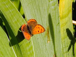 Small Copper