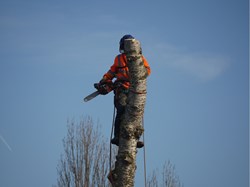 Collingham White Poplar Felled at Village Centre