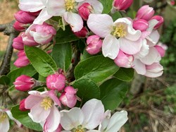 Apple Blossom