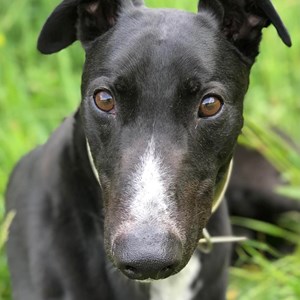 Norman - visit his page for more information.