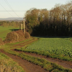 Roor Crop growing in these fields