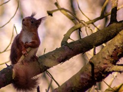 Red squirrel