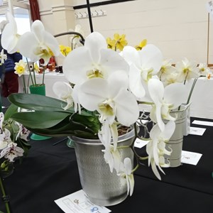 Mannings Heath & District Horticultural Society Photo Gallery