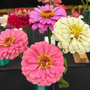 Mannings Heath & District Horticultural Society Photo Gallery