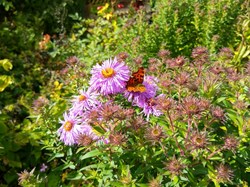 MINTING, GAUTBY & DISTRICT HERITAGE SOCIETY Local Fauna and Flora