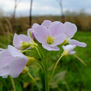 Cuckooflower - Claire Whatley