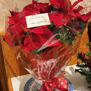 Poinsettia very kindly donated by the Wooliams family