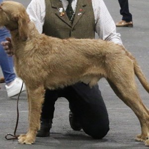Winner AV Gundog - Daru