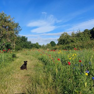 BMAT Walk Meadow