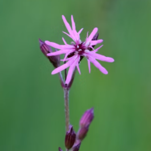 Ragged Robin