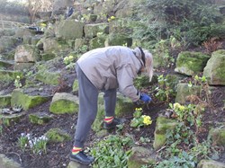 2021 - Planting out Polyanthus into the rockery