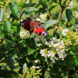 MINTING, GAUTBY & DISTRICT HERITAGE SOCIETY Local Fauna and Flora