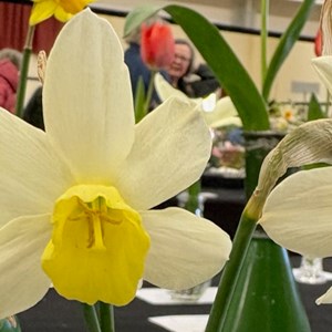 Mannings Heath & District Horticultural Society Photo Gallery