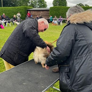 Whixall Social Centre Whixall Companion Dog Show 2024