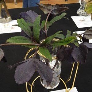 Mannings Heath & District Horticultural Society Photo Gallery