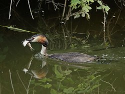 Great Crested Grebe with Fish
