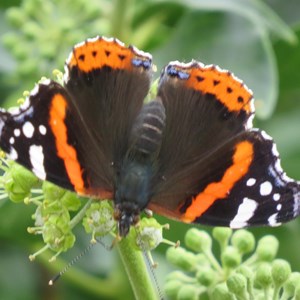 The sunshine brings out the butterflies.