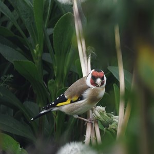 Goldfinch Feeding - Terry Waldron