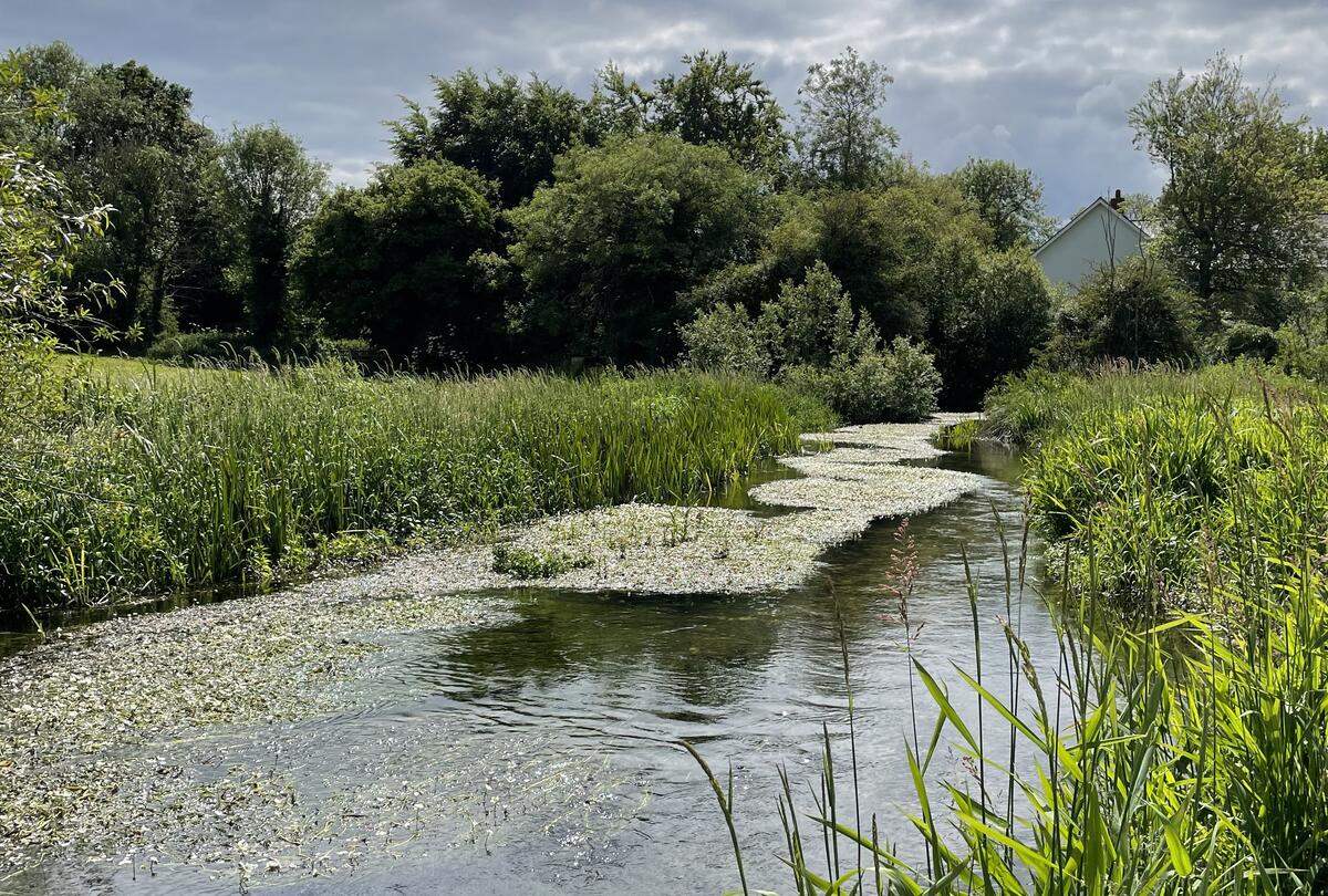 Amport Pillhill Brook Watch