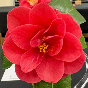 Mannings Heath & District Horticultural Society Photo Gallery