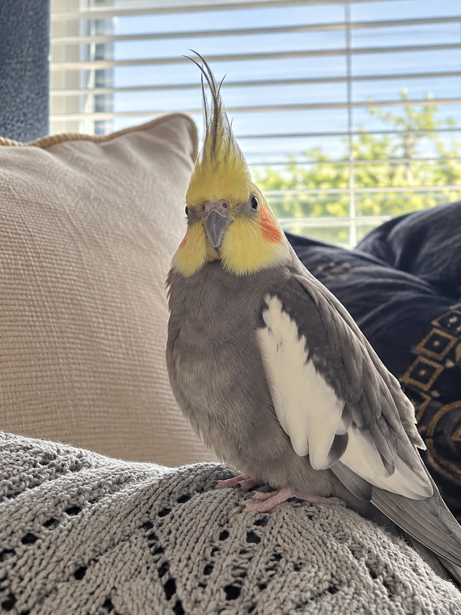 Lucky – happy, loved and thriving in his forever home ❤️🦜