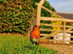 Photo by Stephen Lloyd-Smart