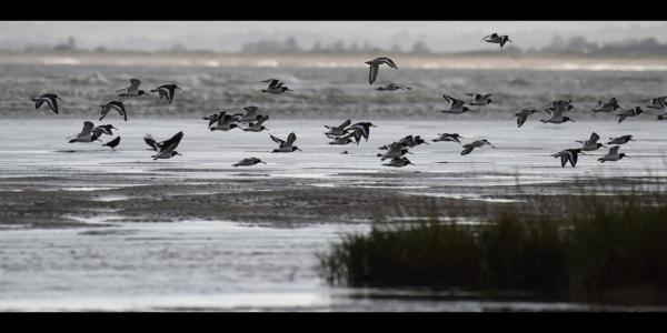 Image courtesy of Kent Wildlife Trust