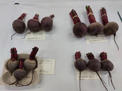 Bucklebury and Marlston Horticultural Society Summer Show Report and Awards 2025