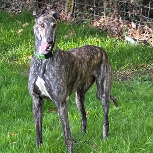 Greyhound Trust Shropshire & Borders Boo
