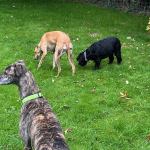 Greyhound Trust Shropshire & Borders Boo