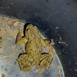 Sustainable Bourne Valley Toad Yearly News