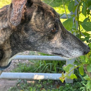 Greyhound Trust Shropshire & Borders Lucy