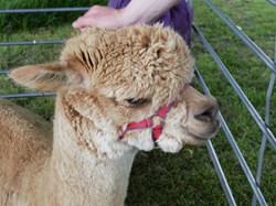 2025 VE 80th Celebrations