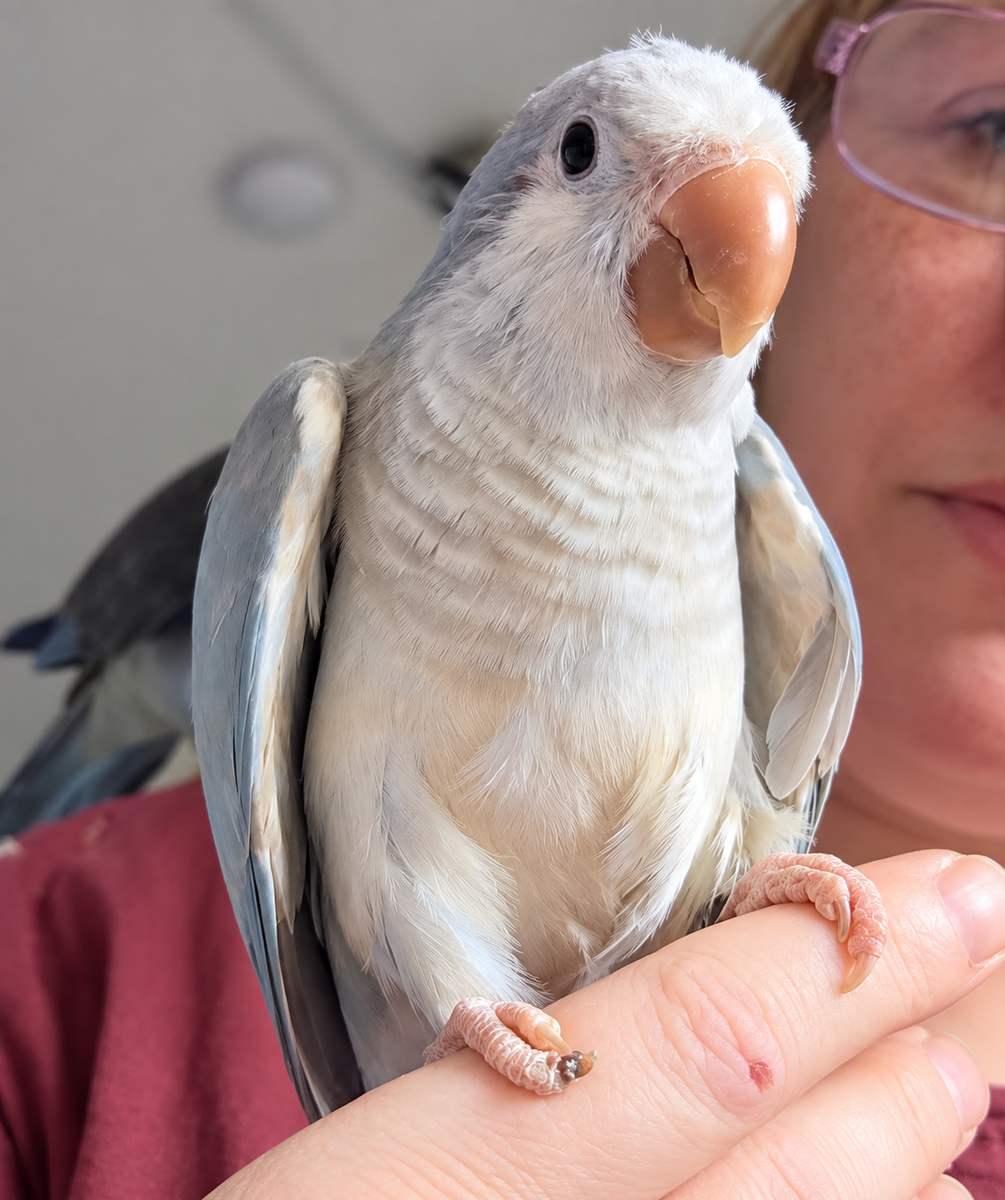 Pacco — Blue Pallid Quaker | Adopted 29 March 2026