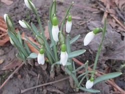 Snowdrops