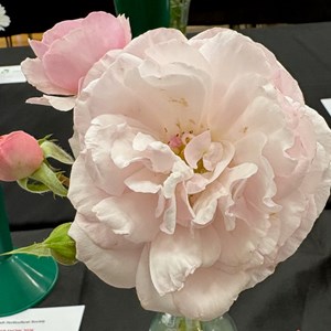 Mannings Heath & District Horticultural Society Photo Gallery