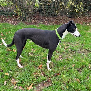 Greyhound Trust Shropshire & Borders Emma