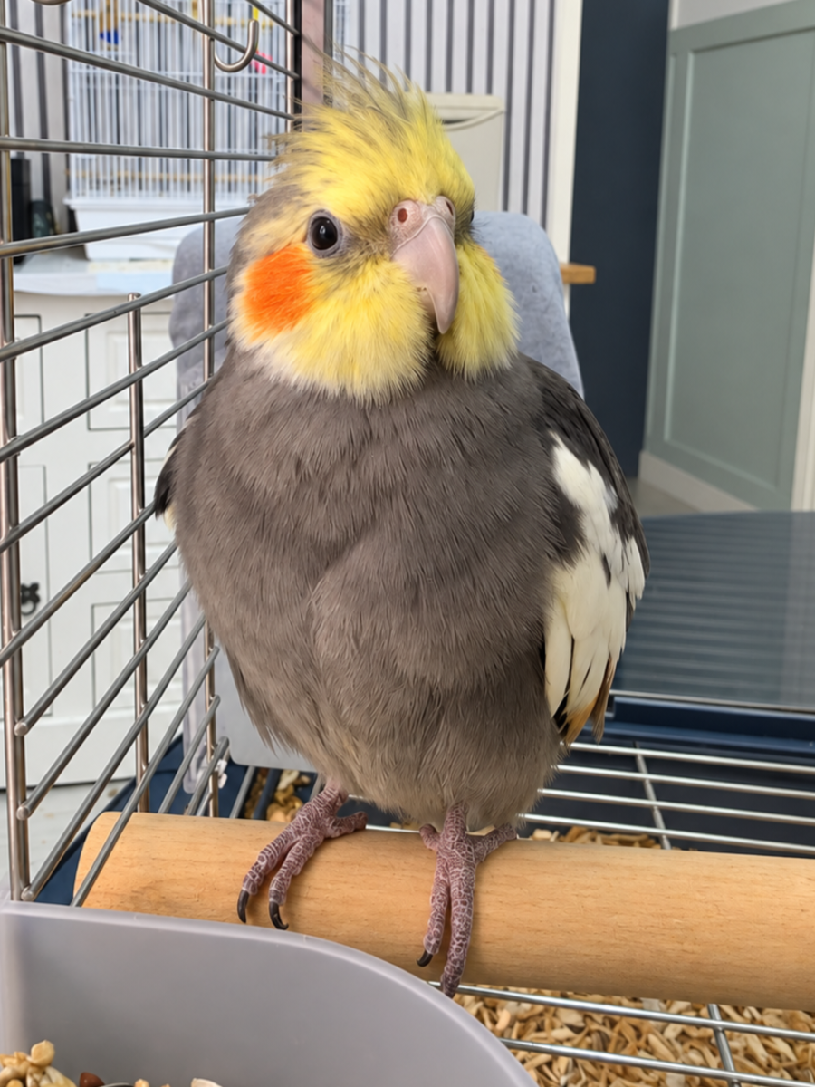Mango 🦜 Forever in Our Hearts ❤️