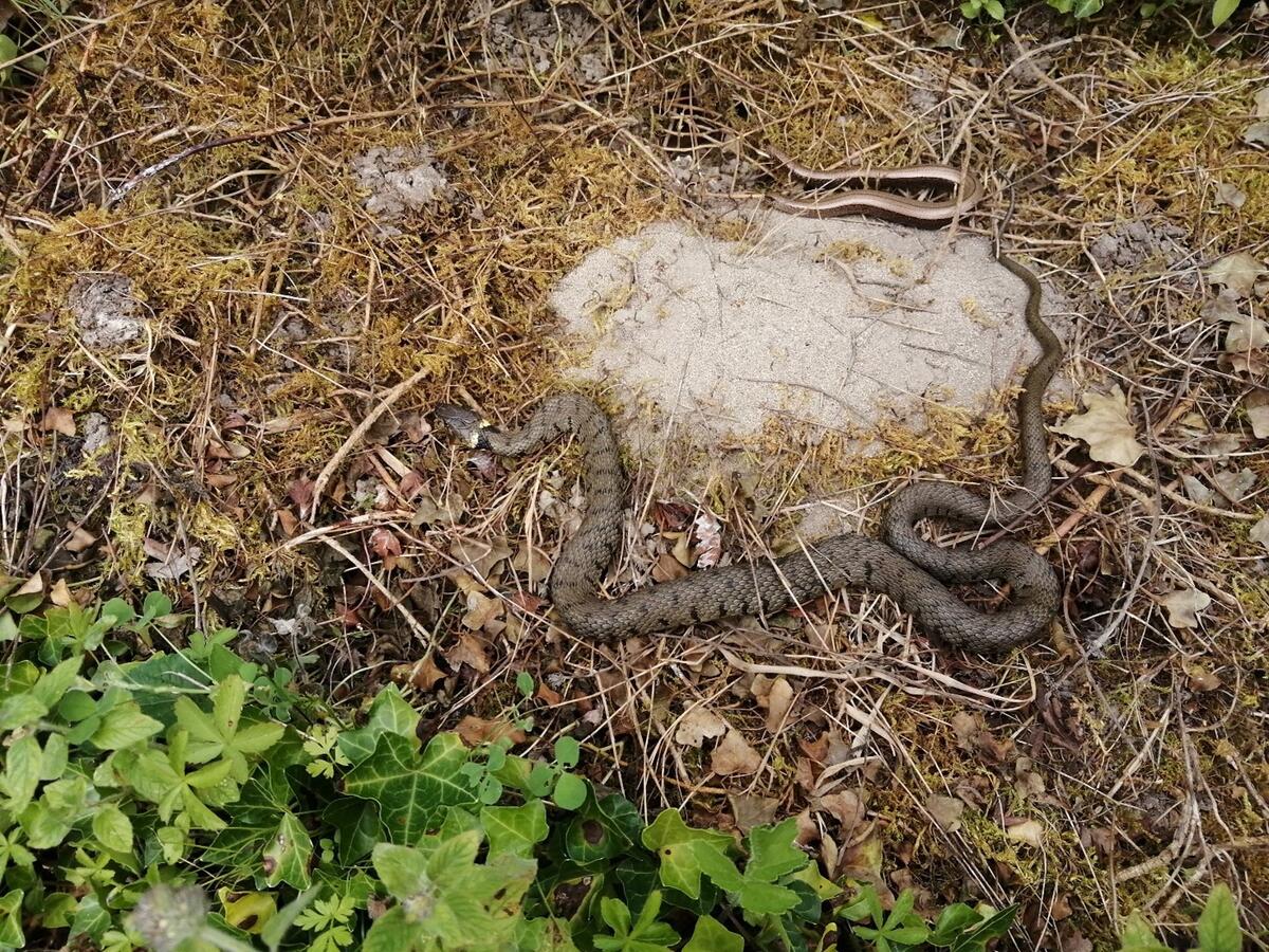 A grass snake and slow-worm on Teers Meadow.