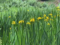 Bucklebury History Group The Dell - Carbinswood Lane
