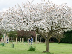 Trees in blossom at Southons Field