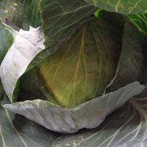 Mannings Heath & District Horticultural Society Summer Show 2025