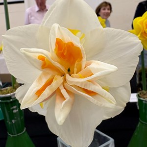 Mannings Heath & District Horticultural Society Photo Gallery