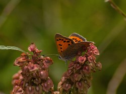 Small Copper underside