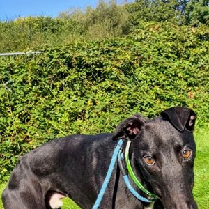 Greyhound Trust Shropshire & Borders John