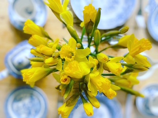 Early Spring Daffodils!