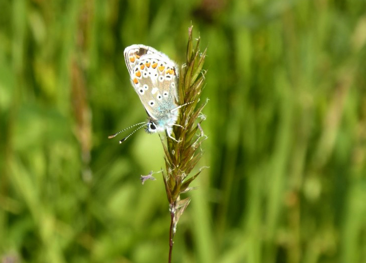 Common blue butterfly at St. Nicholas Churchyard, Lavant, where LET has been carrying out conservation work.