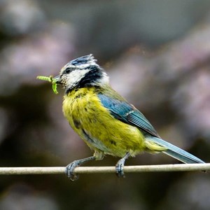 May 17th     BEAKS TO FEED    A blue tit busy with food for its young family.