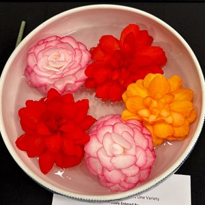 Mannings Heath & District Horticultural Society Photo Gallery